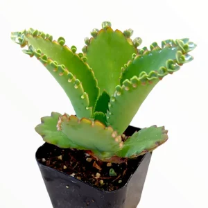 Kalanchoe daigremontiana 'Mother of Thousands' Succulent Live Plant - Image 1