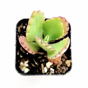Kalanchoe daigremontiana 'Mother of Thousands' Succulent Live Plant - Image 6