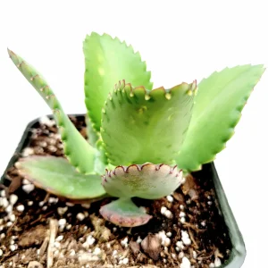Kalanchoe daigremontiana 'Mother of Thousands' Succulent Live Plant - Image 7
