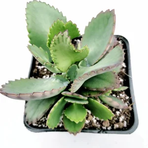 Kalanchoe daigremontiana 'Mother of Thousands' Succulent Live Plant - Image 9