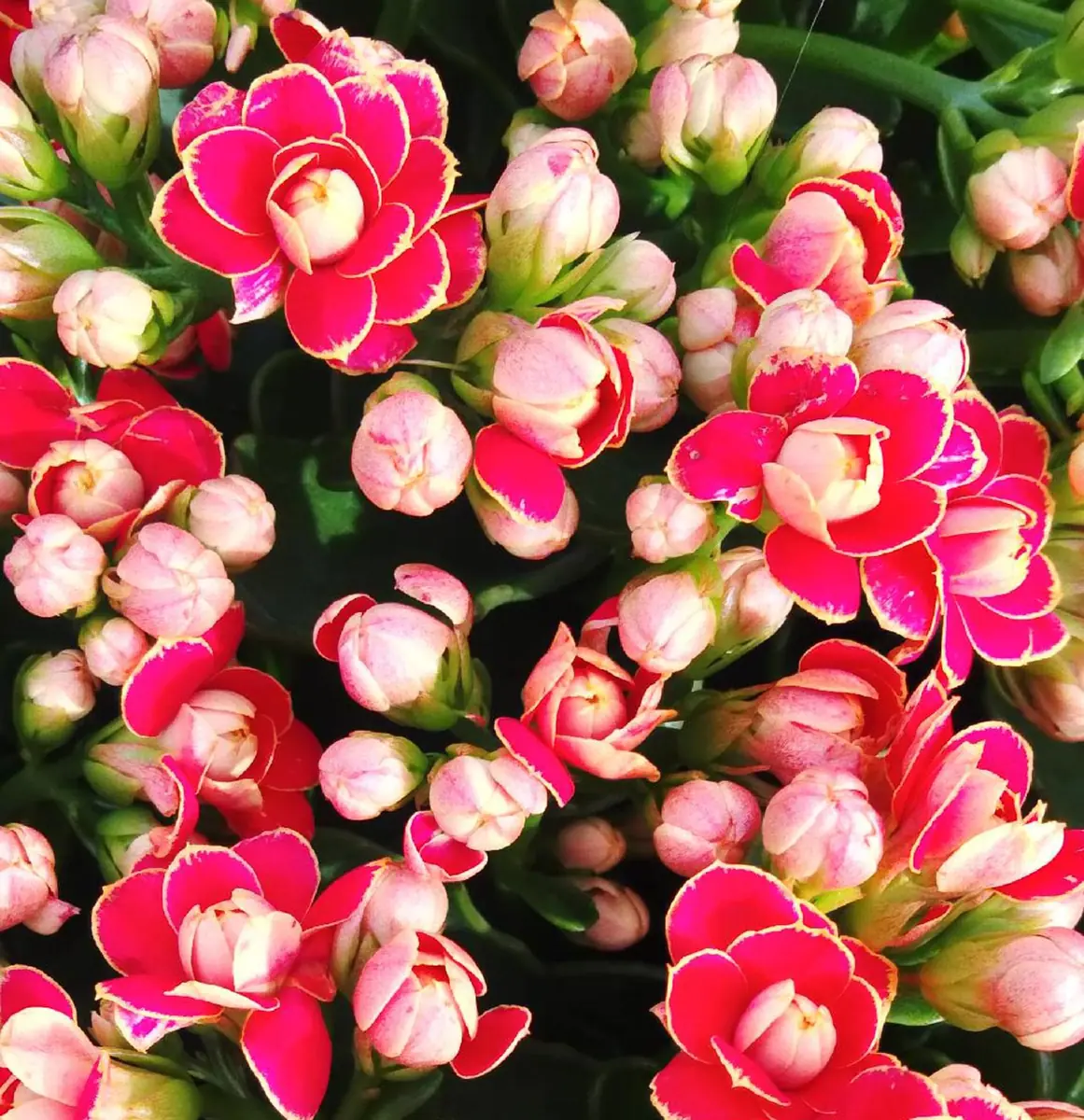 Kalanchoe Double Red w. Yellow Edge Live Plant – 7" Height – 4" Pot – Indoor/Outdoor - Image 1