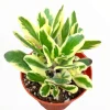 Kalanchoe fedtschenkoi 'Aurora Borealis' Live Succulent Plant - Indoor/Outdoor - Image 1