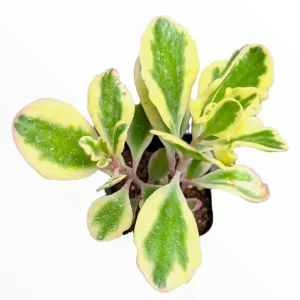 Kalanchoe fedtschenkoi 'Aurora Borealis' Live Succulent Plant - Indoor/Outdoor - Image 4