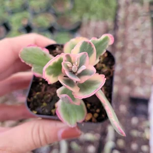 Kalanchoe fedtschenkoi 'Aurora Borealis' Live Succulent Plant - Indoor/Outdoor - Image 5