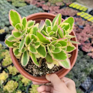 Kalanchoe fedtschenkoi 'Aurora Borealis' Live Succulent Plant - Indoor/Outdoor - Image 7