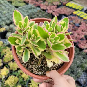 Kalanchoe fedtschenkoi 'Aurora Borealis' Live Succulent Plant - Indoor/Outdoor - Image 8