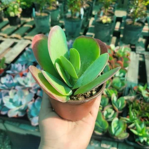 Kalanchoe Luciae Live Plant – Flapjack Succulent – Paddle Plant – 4in Pot – Indoor/Outdoor - Image 1