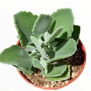 Kalanchoe millotii Millot Kalanchoe Live Succulent Plant - Drought Tolerant - Image 2