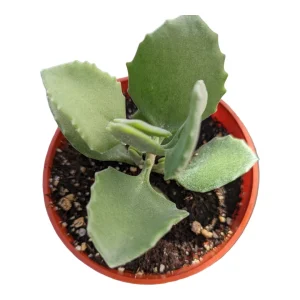 Kalanchoe millotii Millot Kalanchoe Live Succulent Plant - Drought Tolerant - Image 3