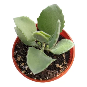 Kalanchoe millotii Millot Kalanchoe Live Succulent Plant - Drought Tolerant - Image 4