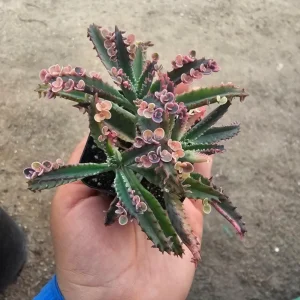 Kalanchoe Pink Butterfly Live Plant – Variegated Succulent – 2 Inch Pot - Image 3