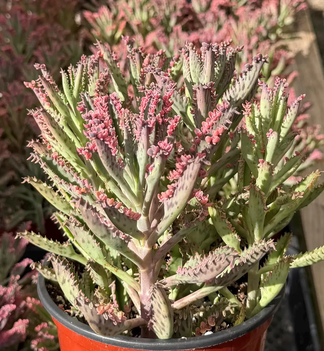 Kalanchoe Pink Butterfly Live Succulent Plant – Variegated Mother of Thousands – 2" 4" 6" Pot – Indoor - Image 3