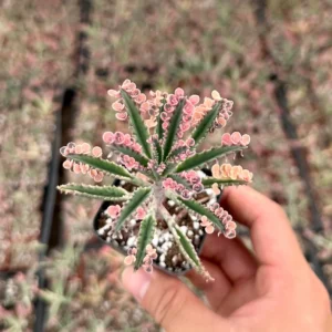 Kalanchoe Pink Butterfly Live Succulent Plant – Variegated Mother of Thousands – 2" 4" 6" Pot – Indoor - Image 1
