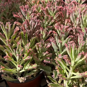 Kalanchoe Pink Butterfly Live Succulent Plant – Variegated Mother of Thousands – 2