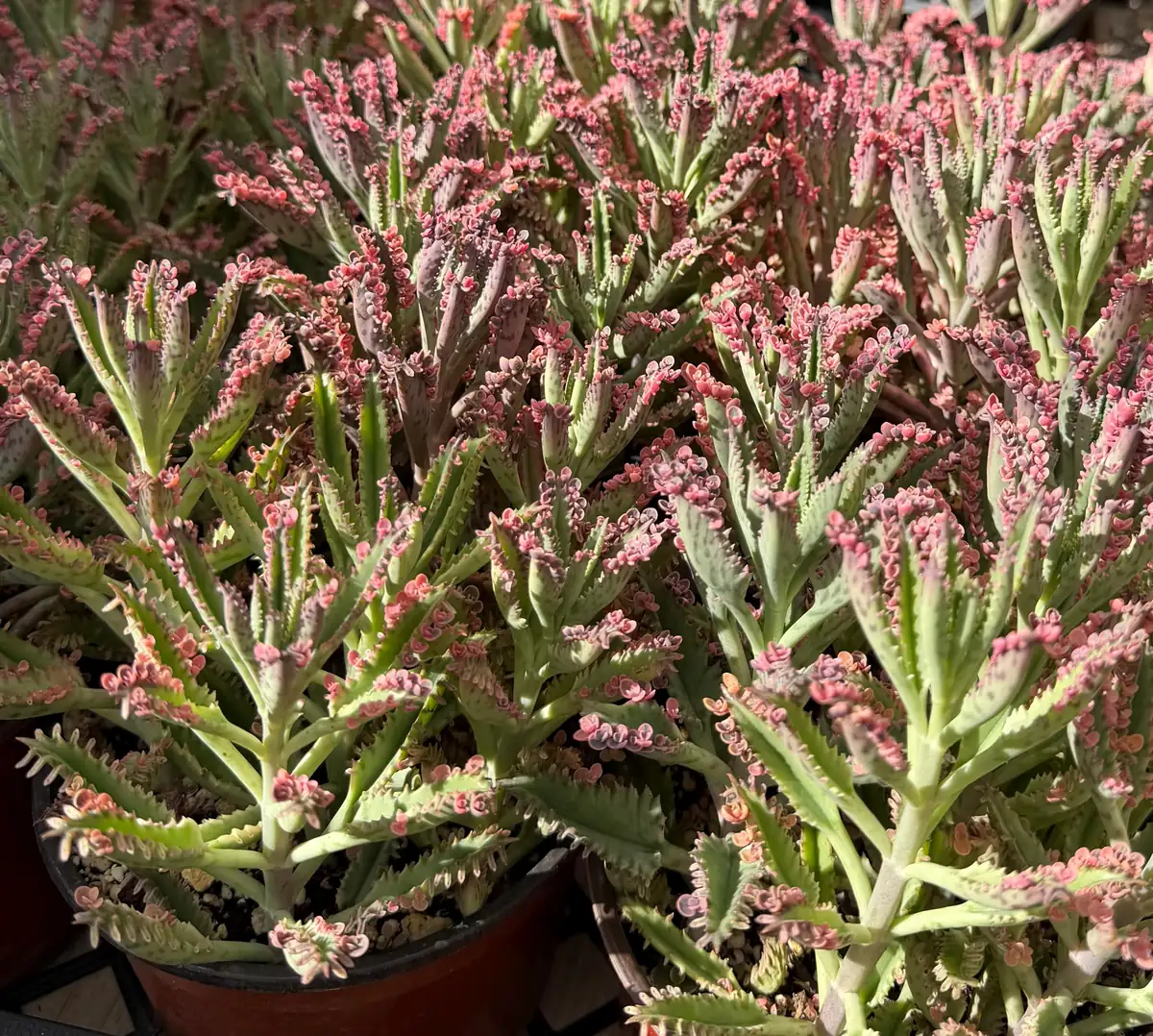 Kalanchoe Pink Butterfly Live Succulent Plant – Variegated Mother of Thousands – 2" 4" 6" Pot – Indoor - Image 4