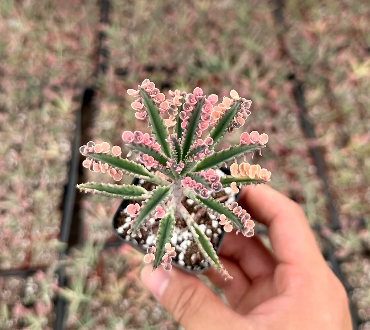 Kalanchoe Pink Butterfly Live Succulent Plant – Variegated Mother of Thousands – 2" 4" 6" Pot – Indoor - Image 1
