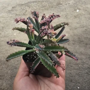 Kalanchoe Pink Butterfly Variegated Succulent Live Plant 2in Pot Rare - Image 2