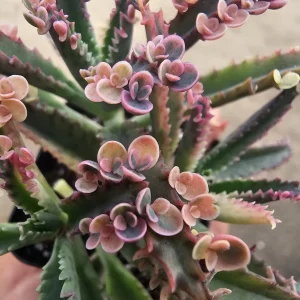 Kalanchoe Pink Butterfly Variegated Succulent Live Plant 2in Pot Rare - Image 3