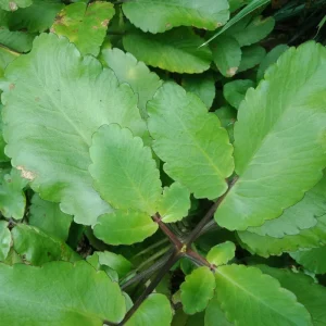 Kalanchoe Pinnata Live Plant – 4 Inch Pot – Succulent Starter Plant – Indoor/Outdoor - Image 2