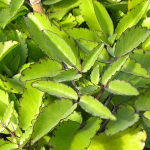 Kalanchoe Pinnata Live Plant – 4 Inch Pot – Succulent Starter Plant – Indoor/Outdoor - Image 6