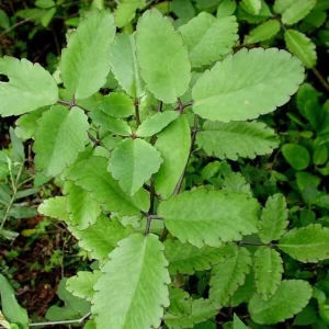 Kalanchoe Pinnata Live Plant – 4 Inch Pot – Succulent Starter Plant – Indoor/Outdoor - Image 1