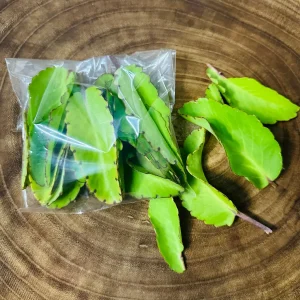 Kalanchoe Pinnata Live Plant Leaves - 15 Count for Propagation & Herbal Use - Image 2