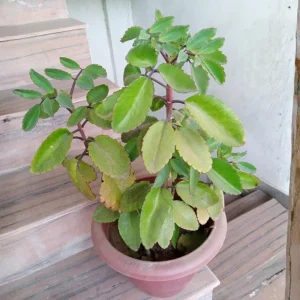 Kalanchoe Pinnata Live Plant – Succulent Starter – 4 Inch Pot – Indoor/Outdoor - Image 5