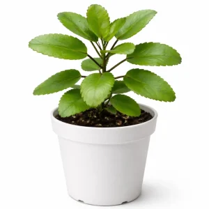 Kalanchoe Pinnata Live Plant – Succulent Starter – 4 Inch Pot – Indoor/Outdoor - Image 7