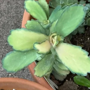 Kalanchoe Stained Glass Live Plant - 4