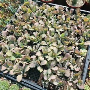 Kalanchoe Stained Glass Live Plant - 4