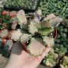 Kalanchoe Stained Glass Live Plant - Pink Variegated Succulent - 2in or 4in Pot - Image 1