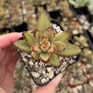 Kalanchoe Tomentosa Chocolate Soldier Live Succulent Plant 2 inch Pot - Image 1