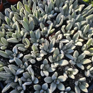 Kalanchoe Tomentosa Panda Plant Live Succulent | 2in or 4in Pot | Indoor - Image 4