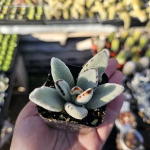 Kalanchoe Tomentosa Panda Plant Live Succulent | 2in or 4in Pot | Indoor - Image 9