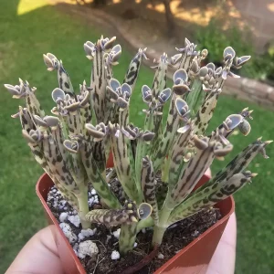 Kalanchoe tubiflora Live Plant – Mother of Millions – 2in Pot – Indoor/Outdoor Succulent - Image 1