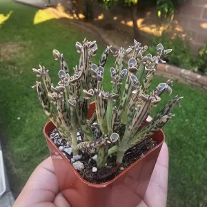 Kalanchoe tubiflora Live Plant – Mother of Millions – 2in Pot – Indoor/Outdoor Succulent - Image 4