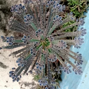 Kalanchoe Tubiflora Mother of Millions Live Plant - 2 inch Pot Starter Succulent Houseplant - Image 2