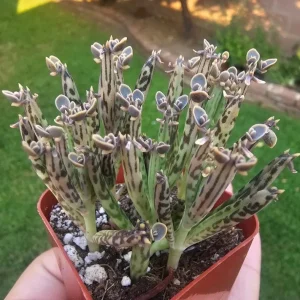 Kalanchoe Tubiflora Mother of Millions Live Plant - 2 inch Pot Starter Succulent Houseplant - Image 5