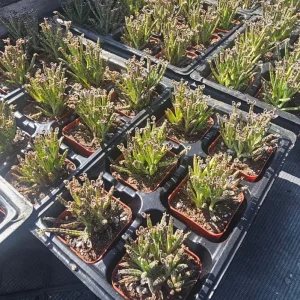 Kalanchoe Tubiflora Mother of Millions Live Plant - 2 inch Pot Starter Succulent Houseplant - Image 6