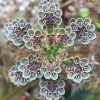 Kalanchoe Tubiflora Mother of Millions Live Plant - 2 inch Pot Starter Succulent Houseplant - Image 1