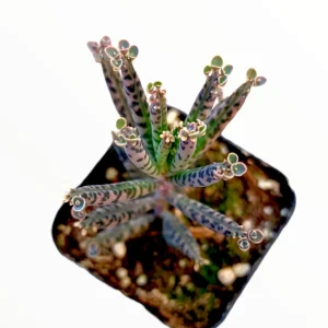 Kalanchoe Tubiflora 'Mother of Millions' Succulent Live Plant - Image 10