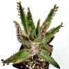Kalanchoe Tubiflora 'Mother of Millions' Succulent Live Plant - Image 1