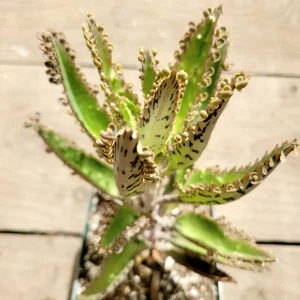 Kalanchoe Tubiflora 'Mother of Millions' Succulent Live Plant - Image 3