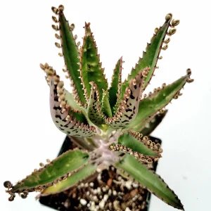 Kalanchoe Tubiflora 'Mother of Millions' Succulent Live Plant - Image 1