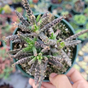 Kalanchoe Tubiflora 'Mother of Millions' Succulent Live Plant - Image 4