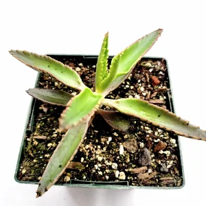 Kalanchoe Tubiflora 'Mother of Millions' Succulent Live Plant - Image 5