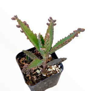 Kalanchoe Tubiflora 'Mother of Millions' Succulent Live Plant - Image 7