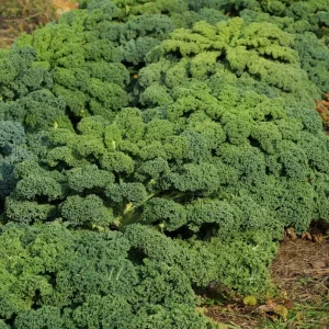 Kale Seeds - Vates Blue Scotch Curled - Non-GMO Heirloom Vegetable Seeds - 12-18 inches - Image 4
