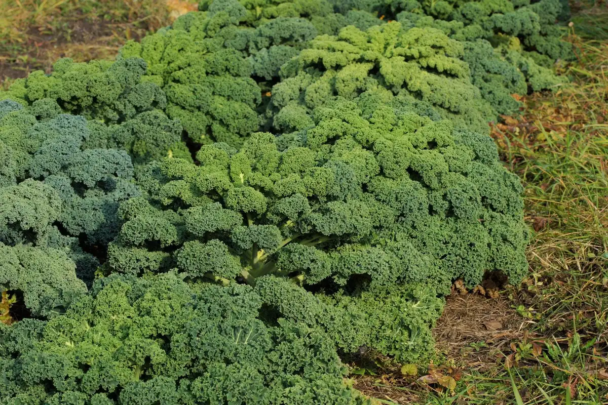 Kale Seeds - Vates Blue Scotch Curled - Non-GMO Heirloom Vegetable Seeds - 12-18 inches - Image 4