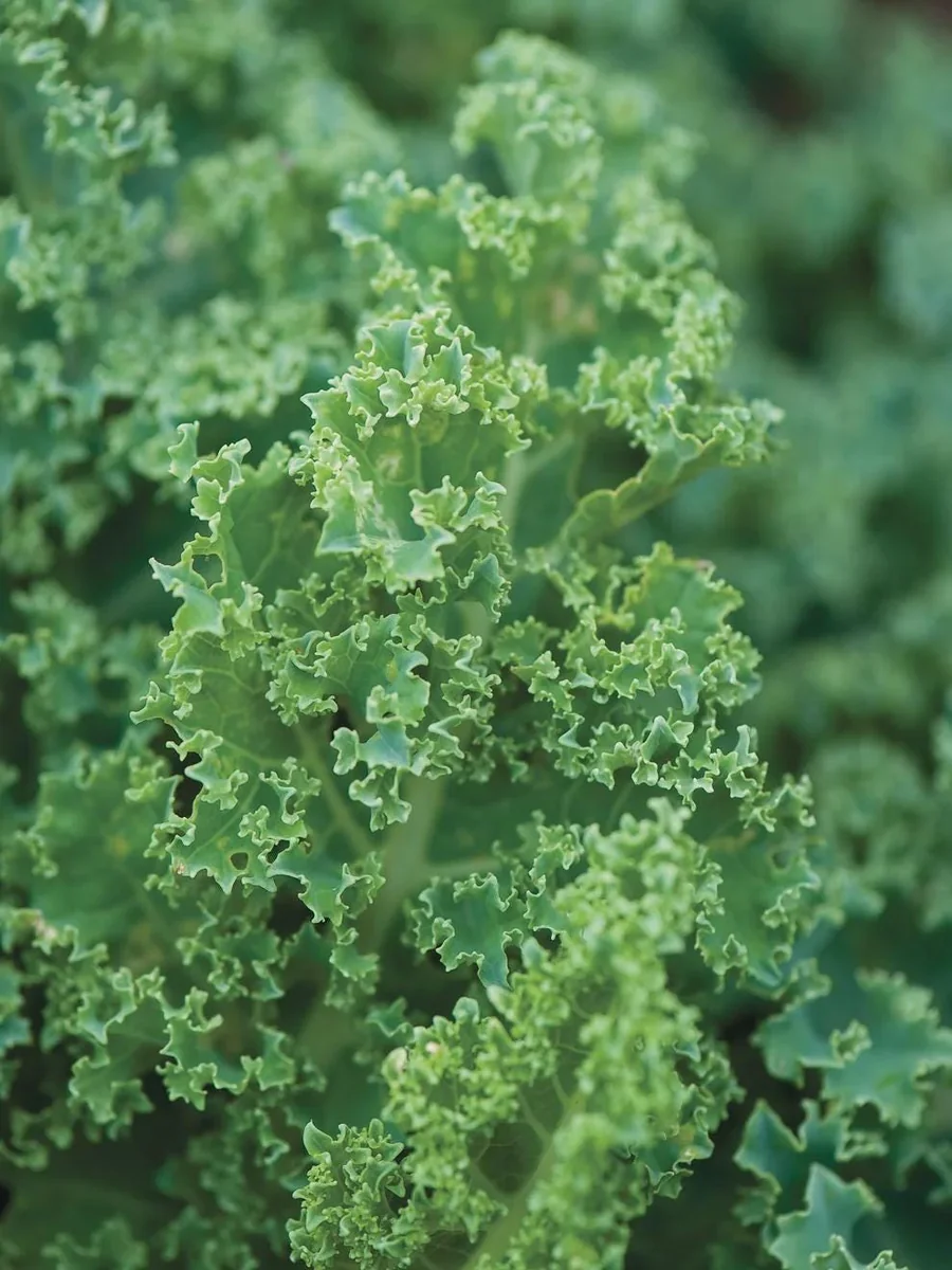 Kale Seeds - Vates Blue Scotch Curled - Non-GMO Heirloom Vegetable Seeds - 12-18 inches - Image 1
